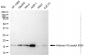 KD-Validated Anti-Histone H3 (acetyl K56) Rabbit Monoclonal Antibody