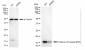 KD-Validated Anti-Histone H3 (acetyl K56) Rabbit Monoclonal Antibody