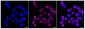 KD-Validated Anti-Cystatin C Rabbit Monoclonal Antibody
