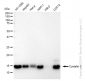 KD-Validated Anti-Cystatin C Rabbit Monoclonal Antibody