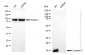 KD-Validated Anti-Cystatin C Rabbit Monoclonal Antibody