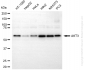 KD-Validated Anti-AKT3 Mouse Monoclonal Antibody