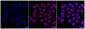 KD-Validated Anti-Nicastrin Rabbit Monoclonal Antibody