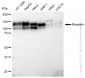 KD-Validated Anti-Nicastrin Rabbit Monoclonal Antibody