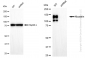 KD-Validated Anti-Nicastrin Rabbit Monoclonal Antibody
