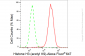 KD-Validated Anti-Histone H3 (acetyl K9) Rabbit Monoclonal Antibody