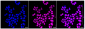 KD-Validated Anti-Histone H3 (acetyl K9) Rabbit Monoclonal Antibody