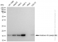 KD-Validated Anti-Histone H3 (acetyl K9) Rabbit Monoclonal Antibody