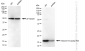 KD-Validated Anti-Histone H3 (acetyl K9) Rabbit Monoclonal Antibody