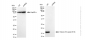 KD-Validated Anti-Histone H3 (acetyl K18) Rabbit Monoclonal Antibody