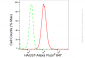 KD-Validated Anti-HAUS7 Rabbit Monoclonal Antibody