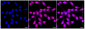 KD-Validated Anti-HAUS7 Rabbit Monoclonal Antibody