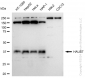 KD-Validated Anti-HAUS7 Rabbit Monoclonal Antibody