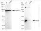 KD-Validated Anti-HAUS7 Rabbit Monoclonal Antibody