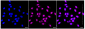 KD-Validated Anti-High mobility group box 2 Rabbit Monoclonal Antibody