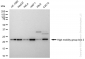 KD-Validated Anti-High mobility group box 2 Rabbit Monoclonal Antibody
