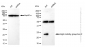 KD-Validated Anti-High mobility group box 2 Rabbit Monoclonal Antibody