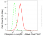 KD-Validated Anti-Phospho-c-Jun (T91) Rabbit Monoclonal Antibody