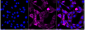KD-Validated Anti-Phospho-c-Jun (T91) Rabbit Monoclonal Antibody