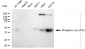 KD-Validated Anti-Phospho-c-Jun (T91) Rabbit Monoclonal Antibody