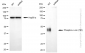 KD-Validated Anti-Phospho-c-Jun (T91) Rabbit Monoclonal Antibody