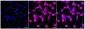 KD-Validated Anti-p38 MAPK Rabbit Monoclonal Antibody