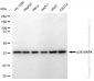 KD-Validated Anti-p38 MAPK Rabbit Monoclonal Antibody