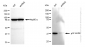 KD-Validated Anti-p38 MAPK Rabbit Monoclonal Antibody