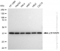 KD-Validated Anti-p38 MAPK Rabbit Monoclonal Antibody