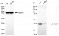 KD-Validated Anti-p38 MAPK Rabbit Monoclonal Antibody