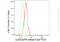 KD-Validated Anti-p38 MAPK Rabbit Monoclonal Antibody