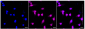 KD-Validated Anti-p38 MAPK Rabbit Monoclonal Antibody