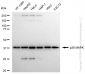 KD-Validated Anti-p38 MAPK Rabbit Monoclonal Antibody
