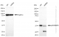 KD-Validated Anti-p38 MAPK Rabbit Monoclonal Antibody