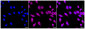 KD-Validated Anti-Methylmalonyl-CoA mutase Rabbit Monoclonal Antibody