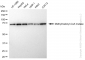 KD-Validated Anti-Methylmalonyl-CoA mutase Rabbit Monoclonal Antibody
