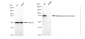 KD-Validated Anti-Methylmalonyl-CoA mutase Rabbit Monoclonal Antibody