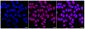 KD-Validated Anti-Methylmalonyl-CoA mutase Rabbit Monoclonal Antibody