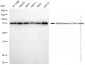 KD-Validated Anti-Methylmalonyl-CoA mutase Rabbit Monoclonal Antibody