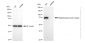 KD-Validated Anti-Methylmalonyl-CoA mutase Rabbit Monoclonal Antibody
