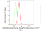 KD-Validated Anti-Methylthioadenosine phosphorylase Rabbit Monoclonal Antibody