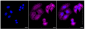 KD-Validated Anti-Methylthioadenosine phosphorylase Rabbit Monoclonal Antibody
