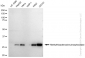 KD-Validated Anti-Methylthioadenosine phosphorylase Rabbit Monoclonal Antibody