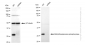 KD-Validated Anti-Methylthioadenosine phosphorylase Rabbit Monoclonal Antibody