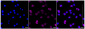 KD-Validated Anti-NDEL1 Rabbit Monoclonal Antibody