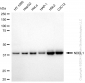 KD-Validated Anti-NDEL1 Rabbit Monoclonal Antibody