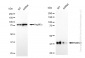 KD-Validated Anti-NDEL1 Rabbit Monoclonal Antibody