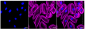 KD-Validated Anti-Oxoglutarate receptor 1 Rabbit Monoclonal Antibody