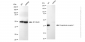 KD-Validated Anti-Oxoglutarate receptor 1 Rabbit Monoclonal Antibody