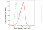 KD-Validated Anti-QKI Rabbit Monoclonal Antibody